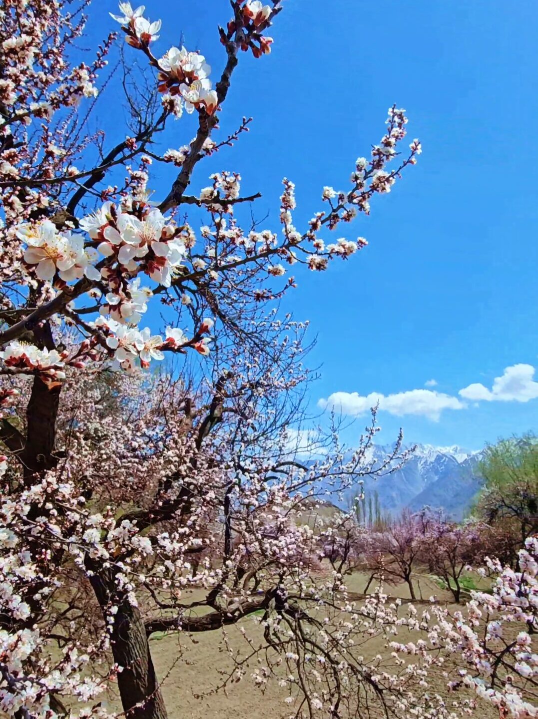 Screenshot_20250826_234233_Gallery e1756234143596